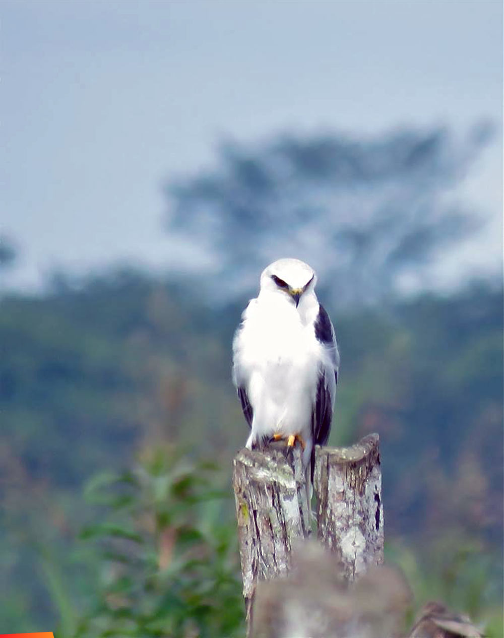 White-tailed Kite on a tree stump