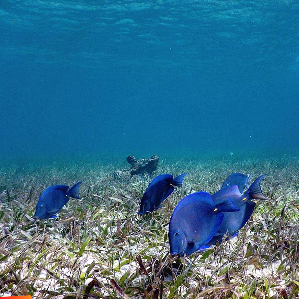 Blue tang feeding on seagrass