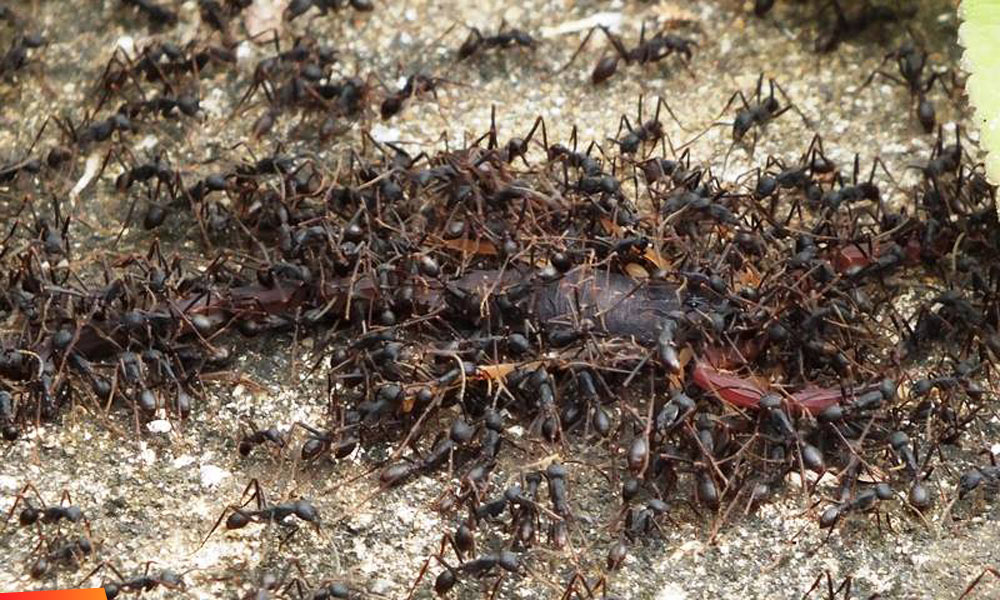 Army ants have found and killed a scorpion