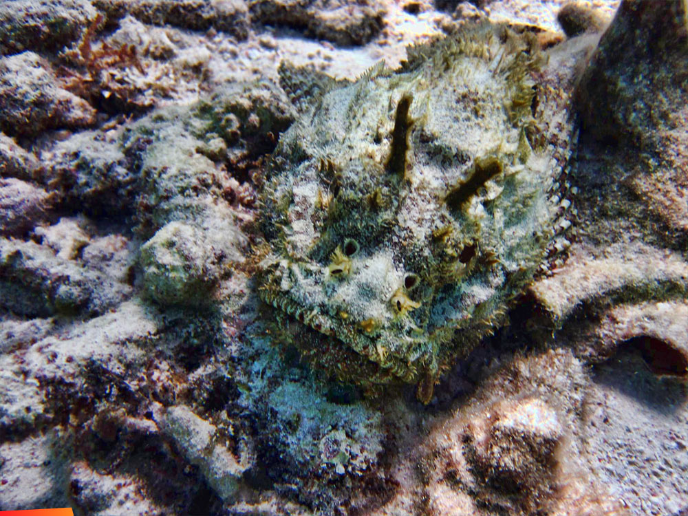 Plumed Scorpionfish on the bottom. Very camouflaged.