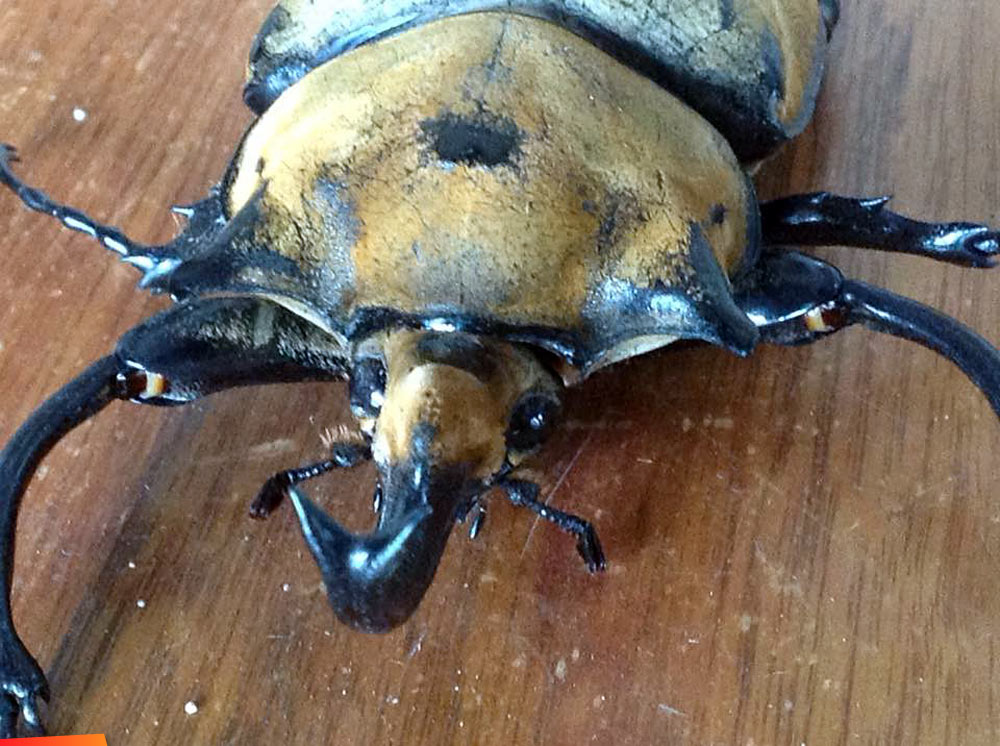 picture of hercules beetle