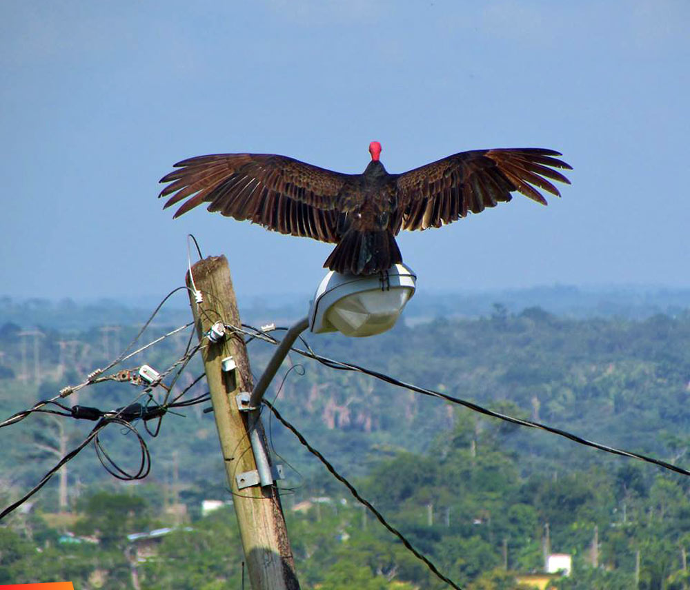Vulture on a street light, cooperatively posing. What a ham! In Santa Elena