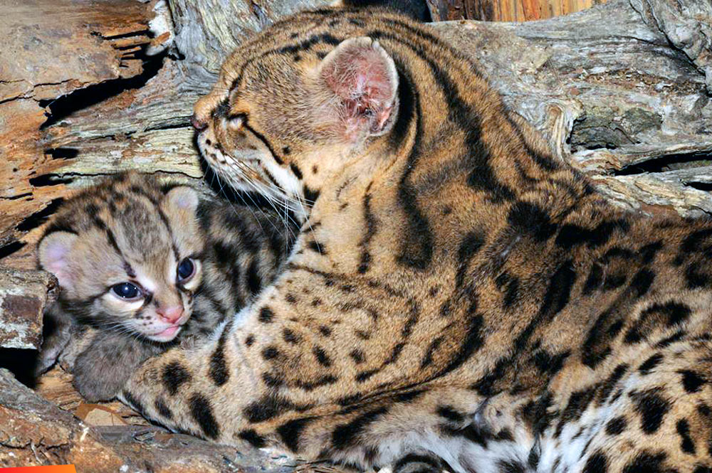 Cute baby margay and it's mom