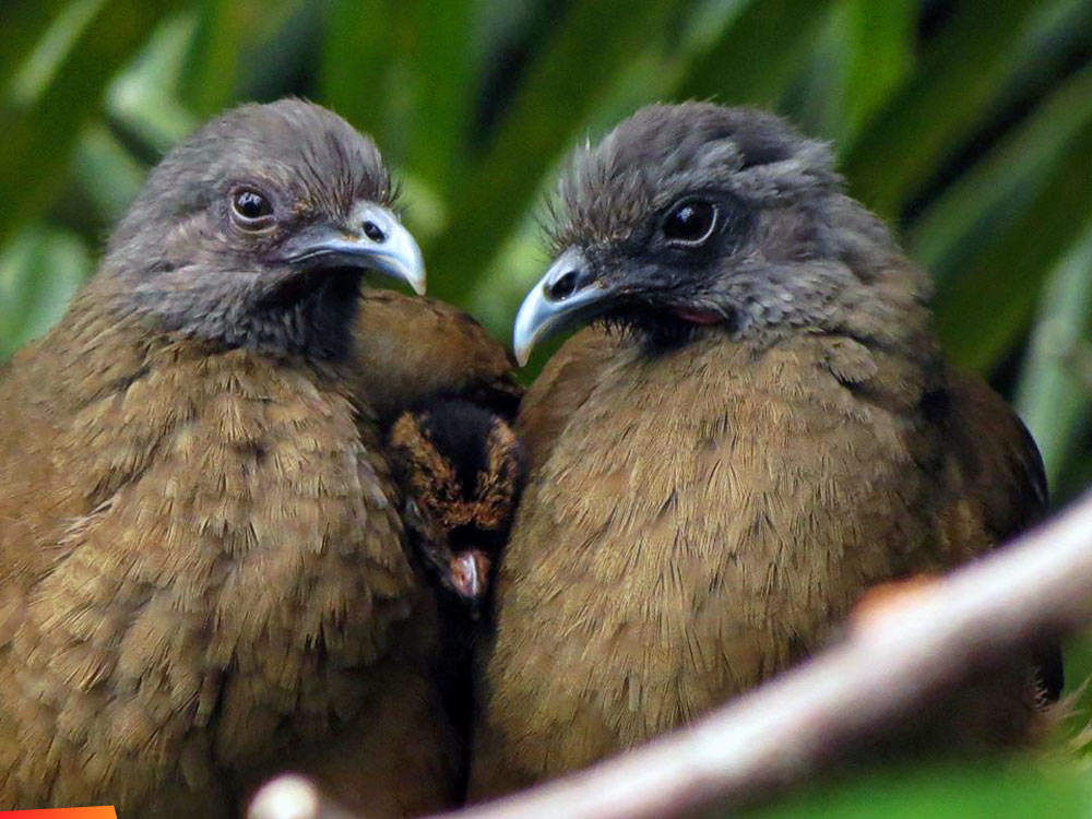 Chachalaca family on a cold, gray day