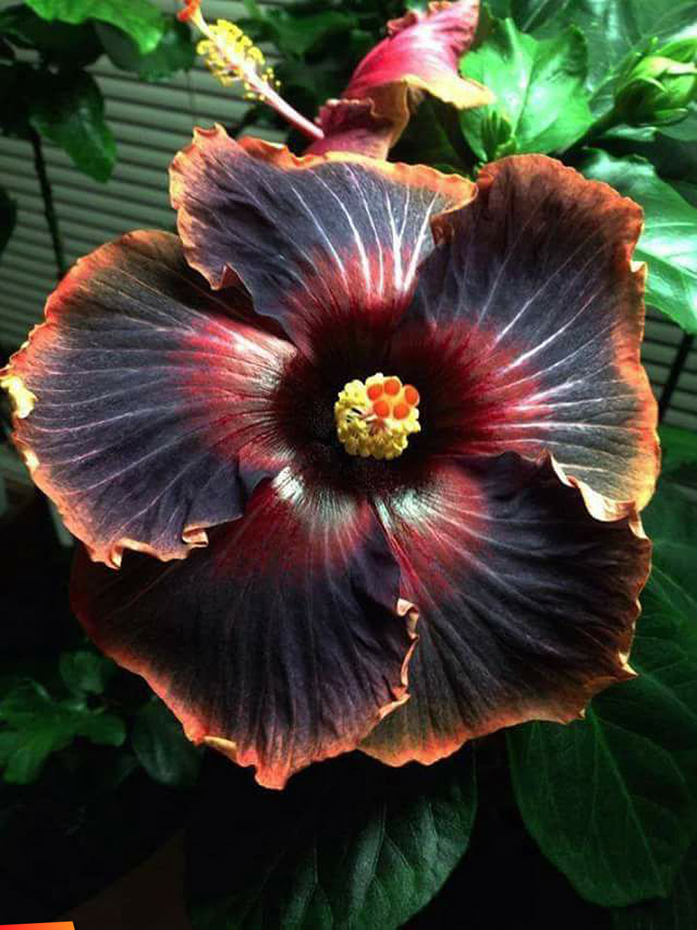 Gorgeous hibiscus, brown, red and orange