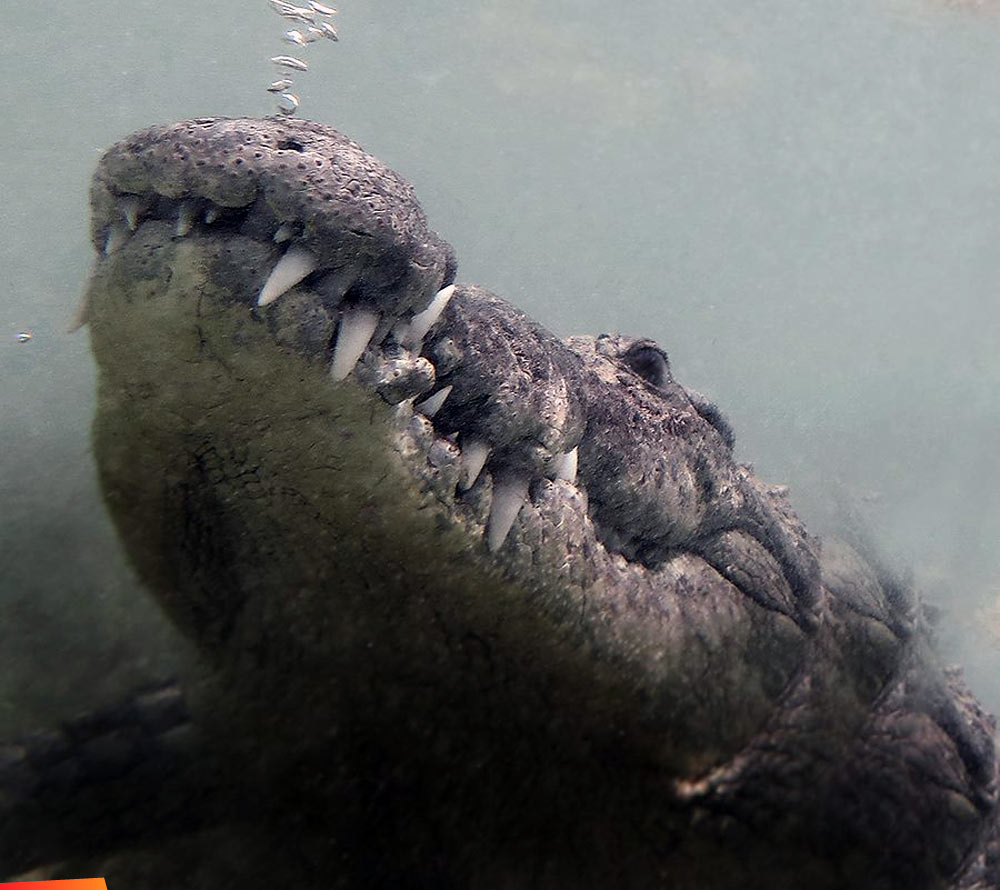 Face of a crocodile, underwater... up close, also what to do if you hook a crocodile while fishing