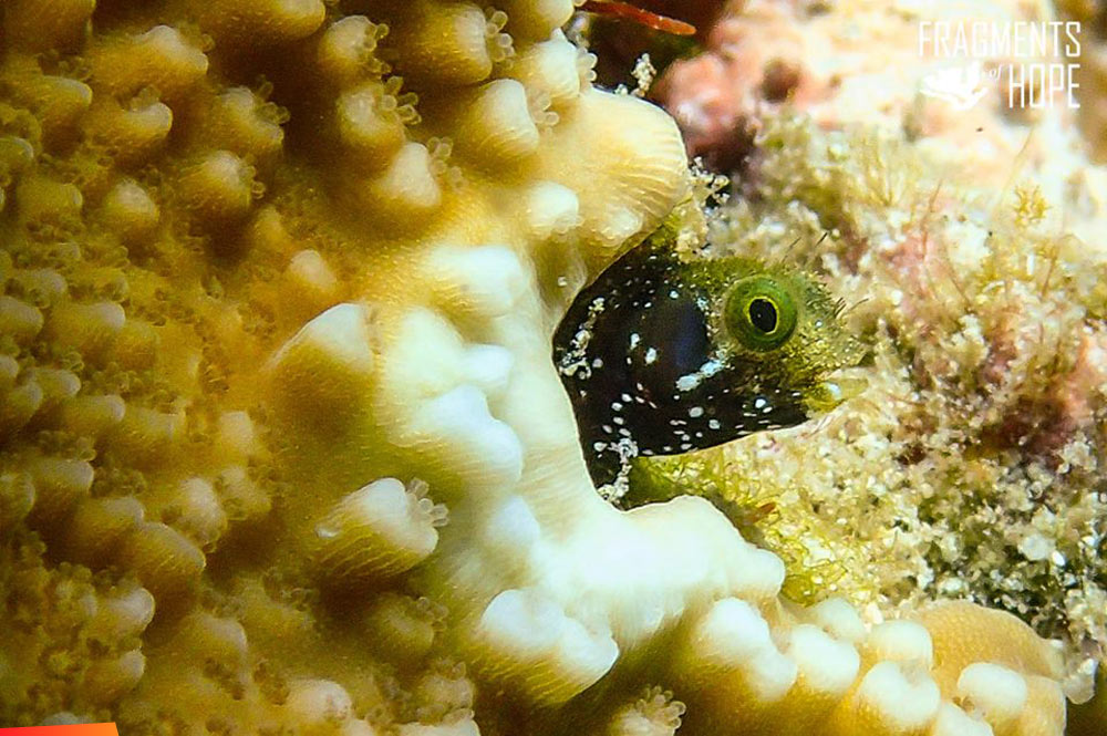 Spinehead blenny in coral