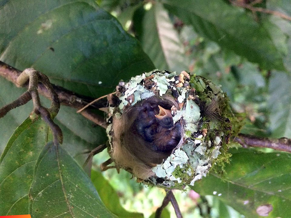 Hummingbird nest in cacao tree