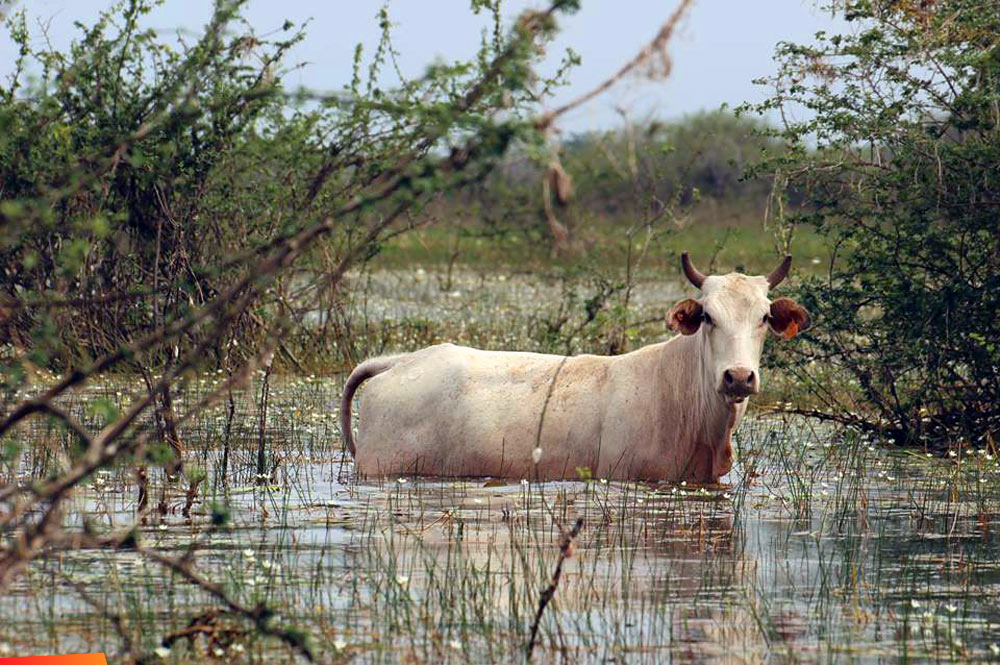 Cow walking in the river at Crooked Tree