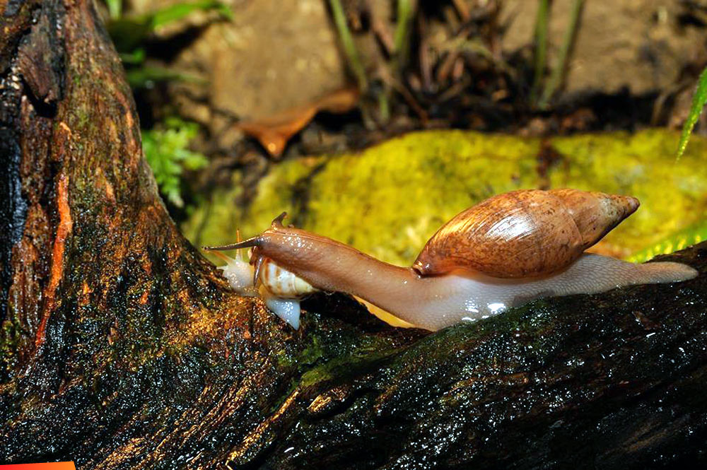Predatory snail eating other snail