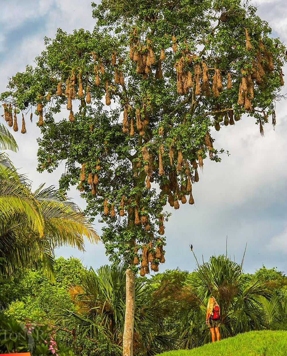 Tree full of hanging orependola nests