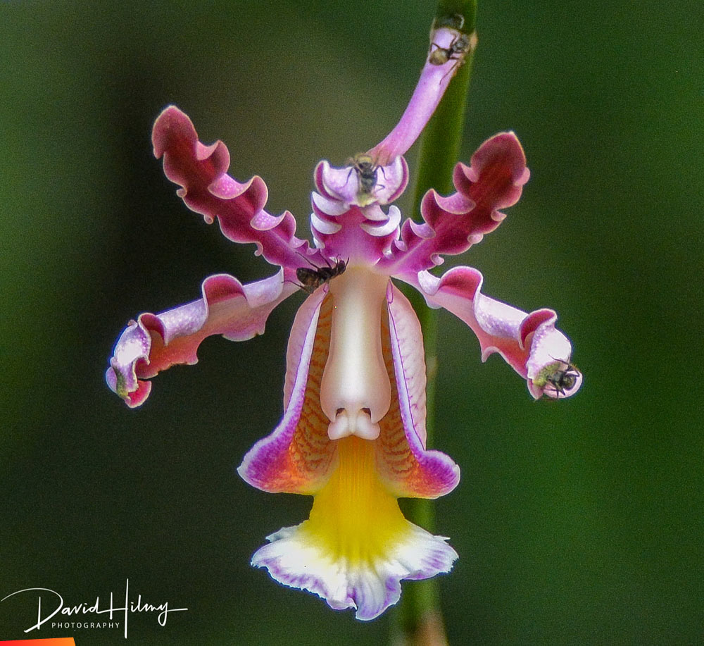 Myrmecophila tibicinis orchid and its anti-herbivore defensive shield ...