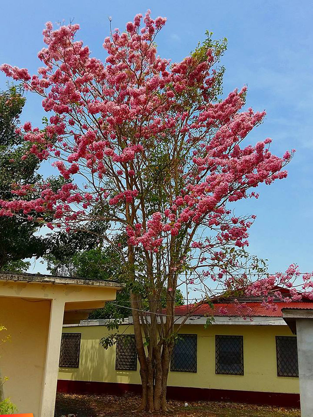 Mayflower Tree, Tabebuia Rosea