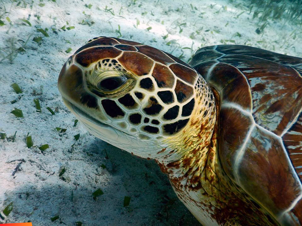 Face of a green turtle