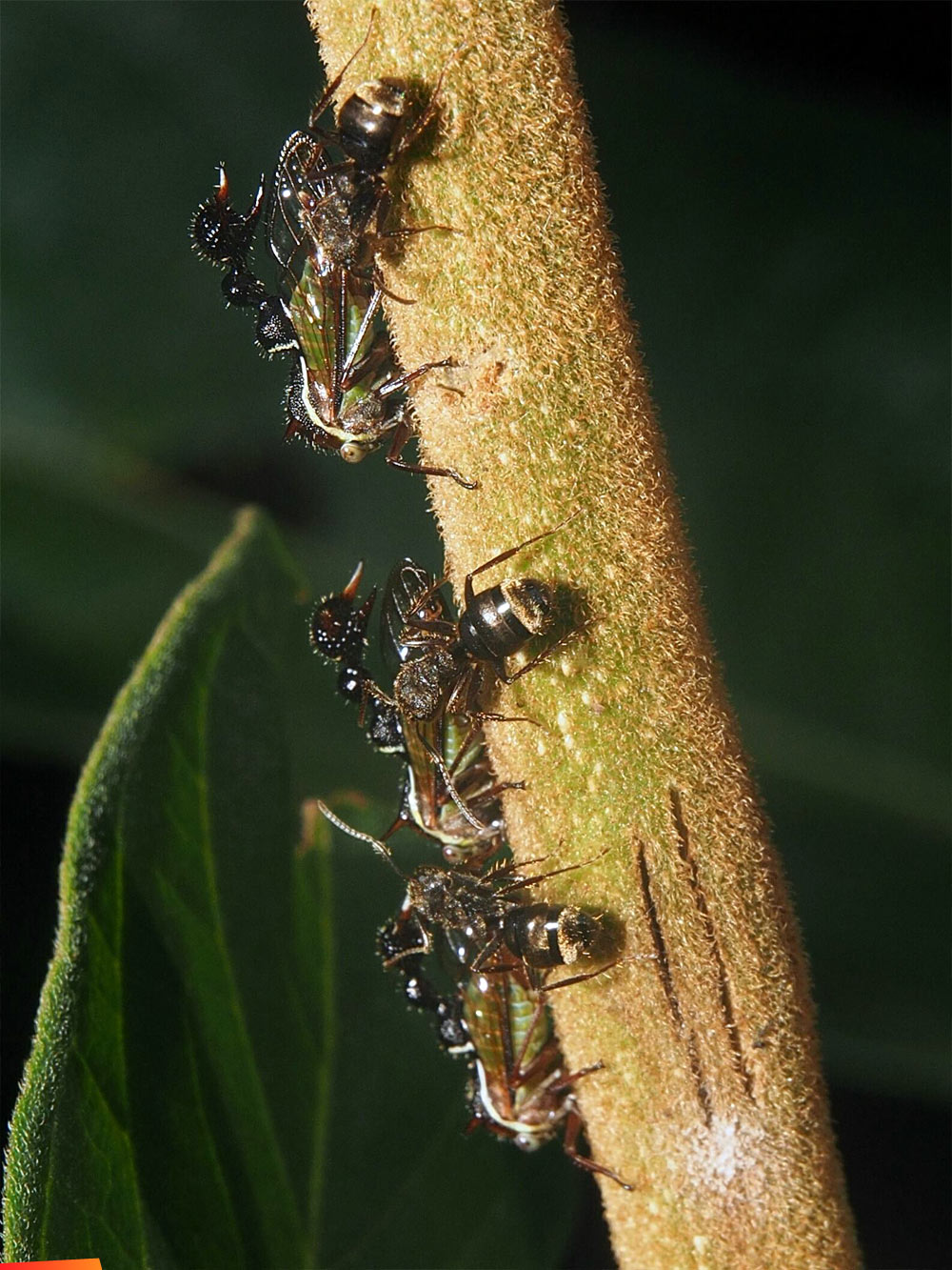Ants farming helmeted treehoppers