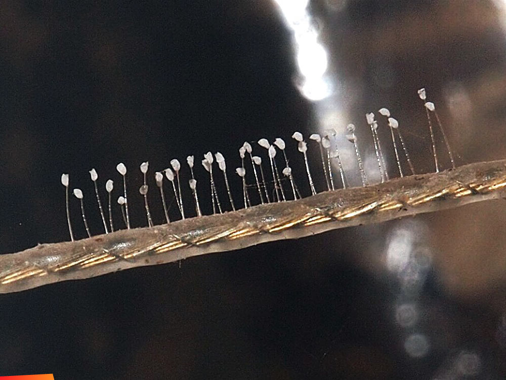 Small lacewing eggs suspended on threads