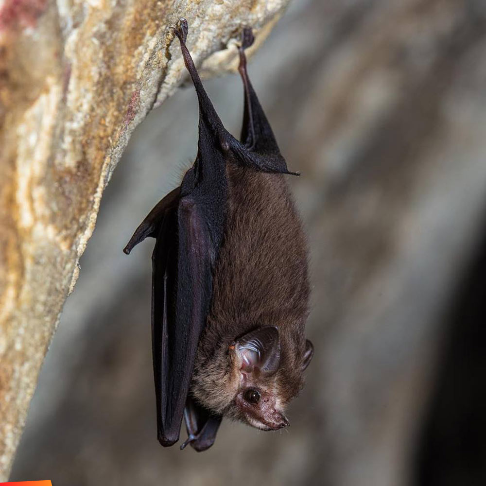 Bat Myotis sp. in cave