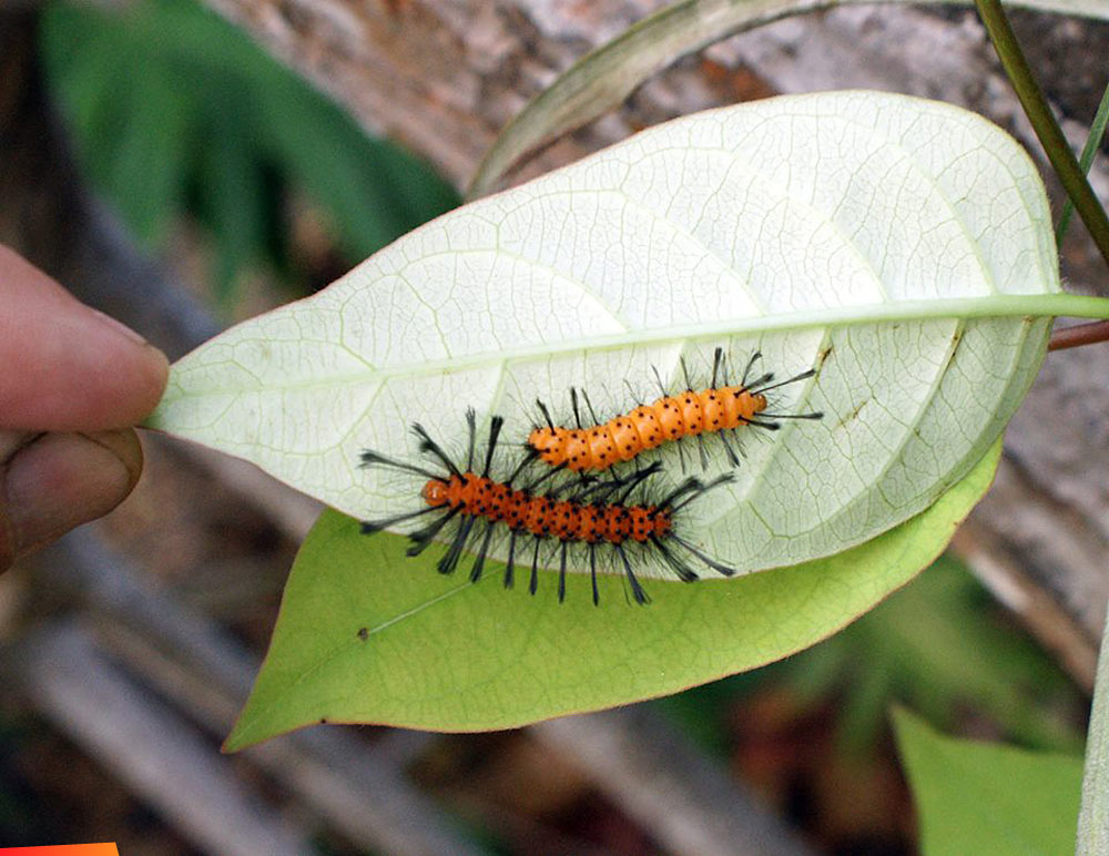 Oleander caterpillars ... they turn into these beautiful moths which look kinda like wasps