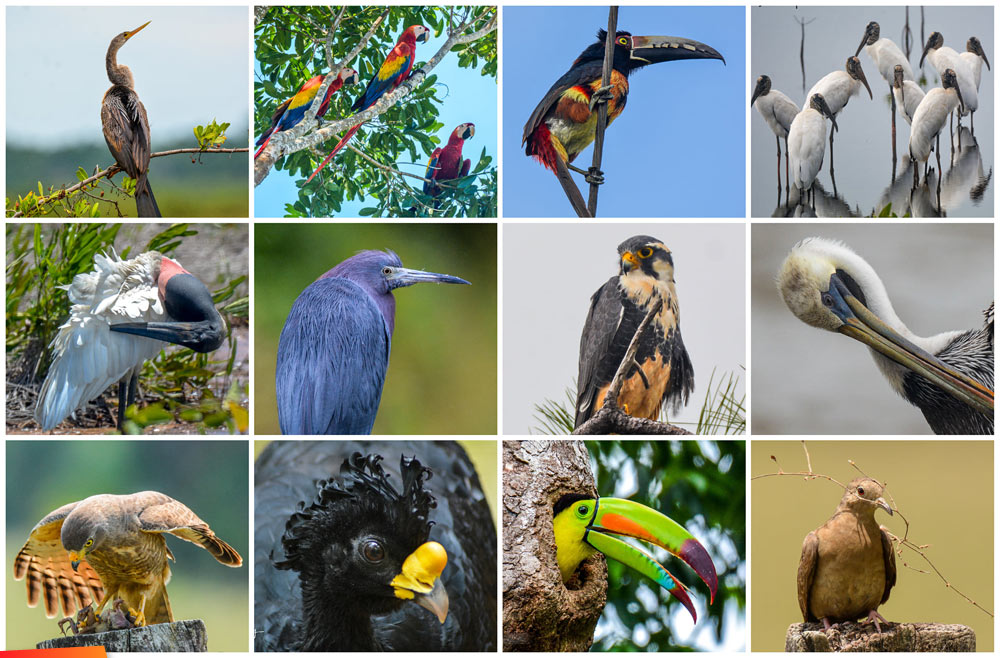 David Hilmy's top twelve of his Birds of Belize series