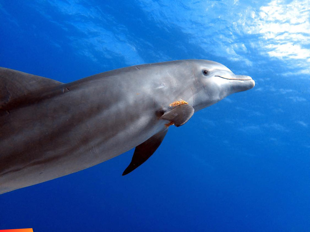 Happy dolphin with a lil sargassum in his mouth and fin