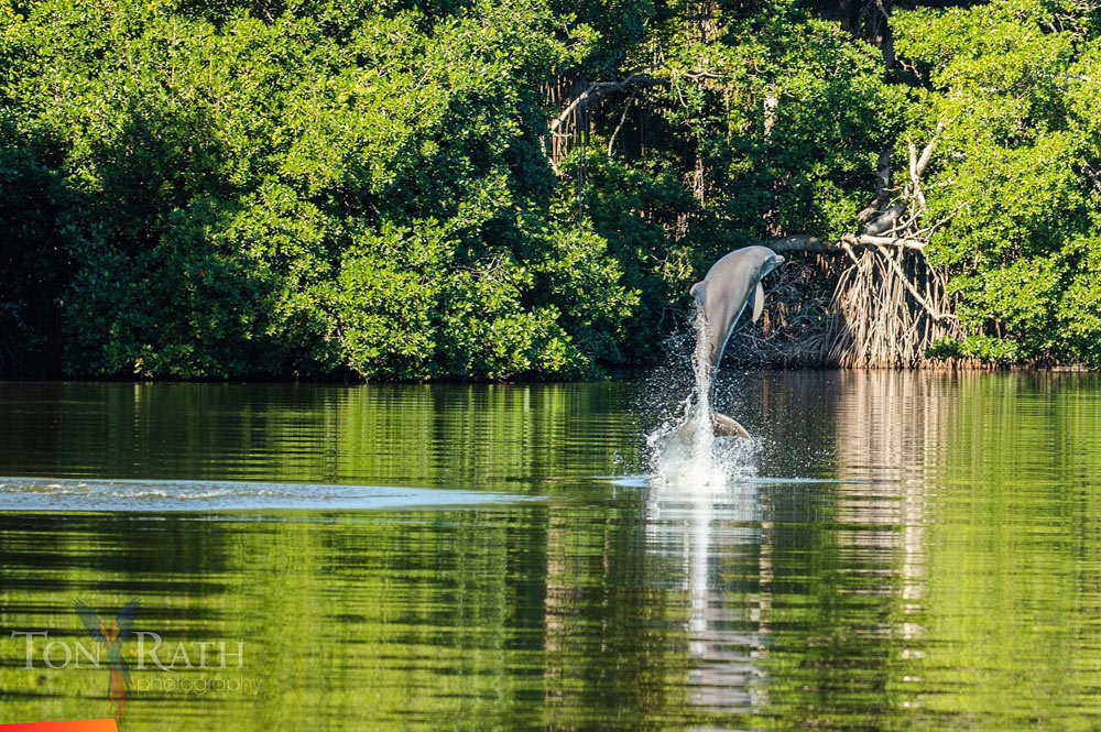 A dolphin escorting us up the Belize River