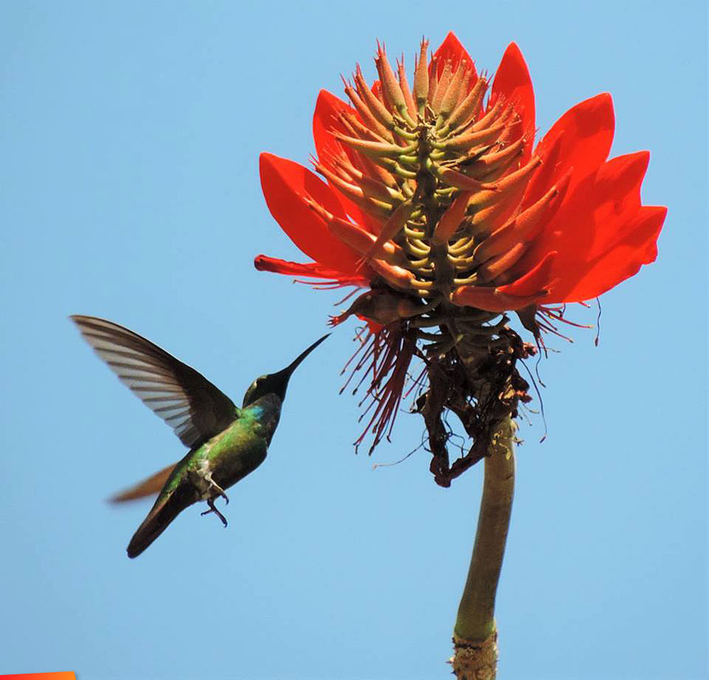 Male Green-Breasted Mango hummingbird in the nectar bar