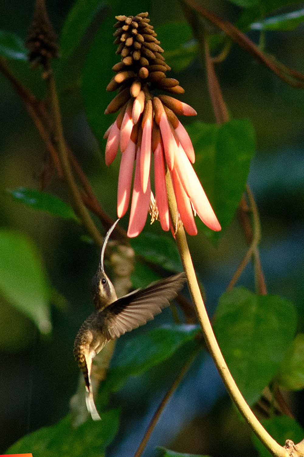 Long-Tailed Hermit (large hummingbird), Cockscomb Basin