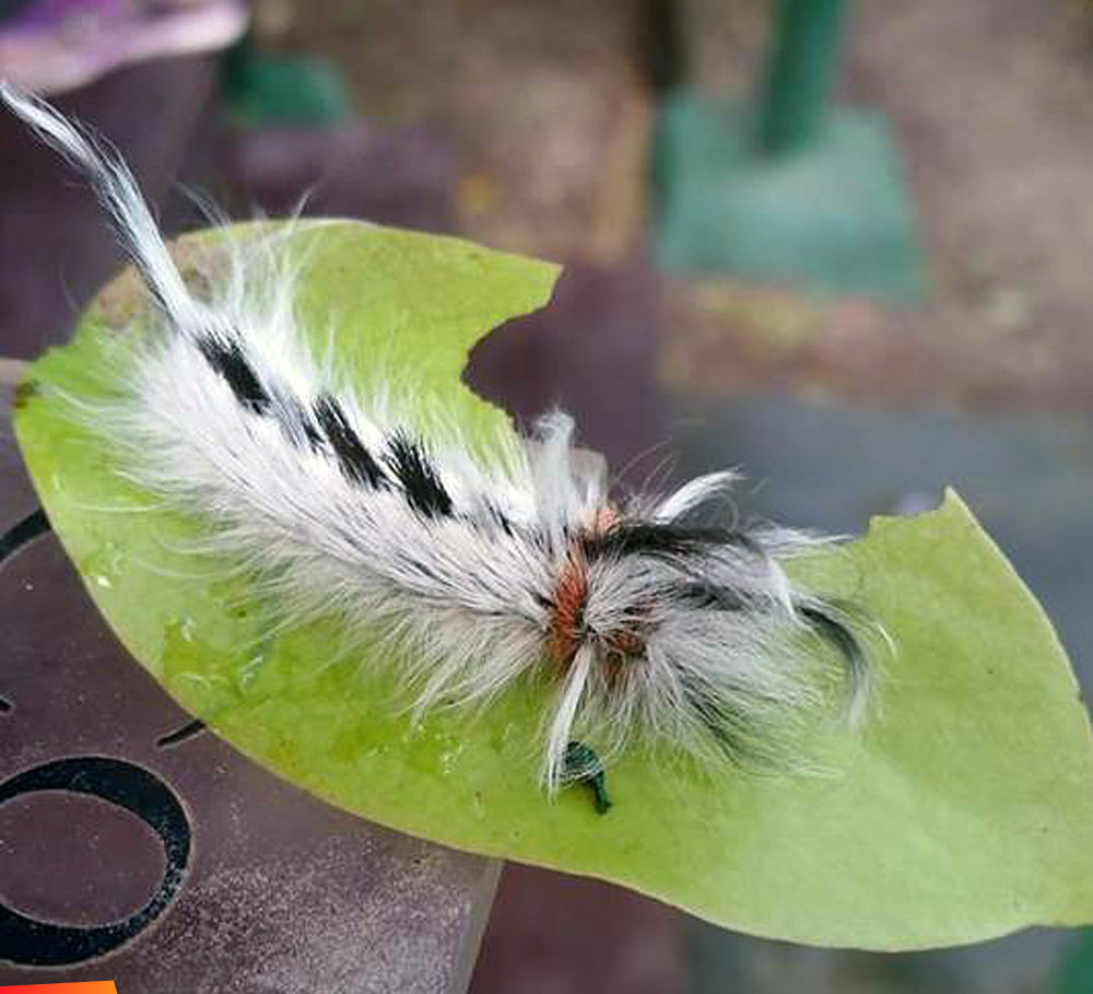 Puss caterpillar, flannel moth larva (Megalopygidae)