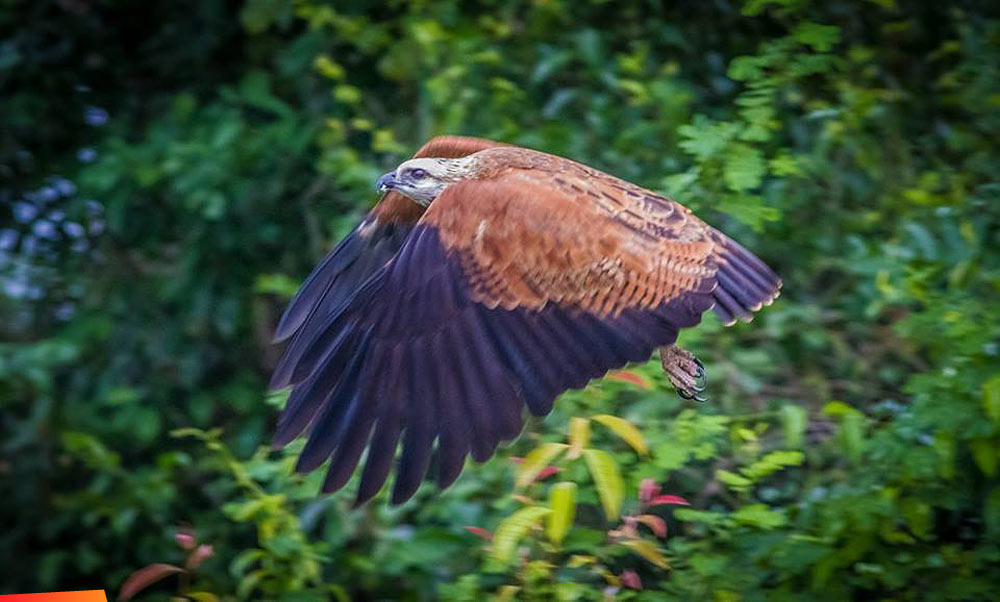 Black-collared Hawk in flight
