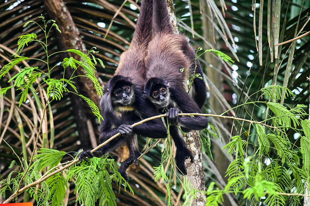 Two spider monkeys hanging out together