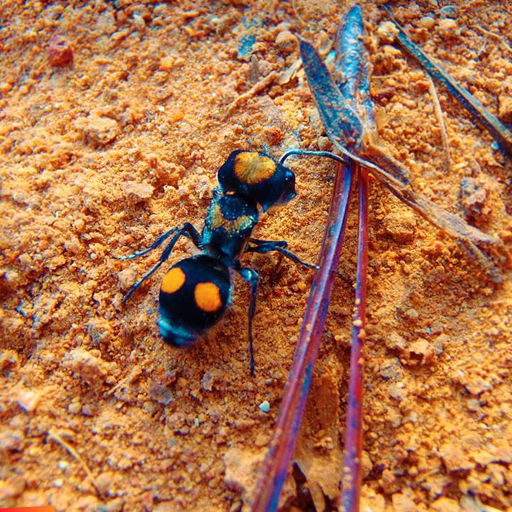 Female Velvet Ant patrolling Bladen Nature Reserve