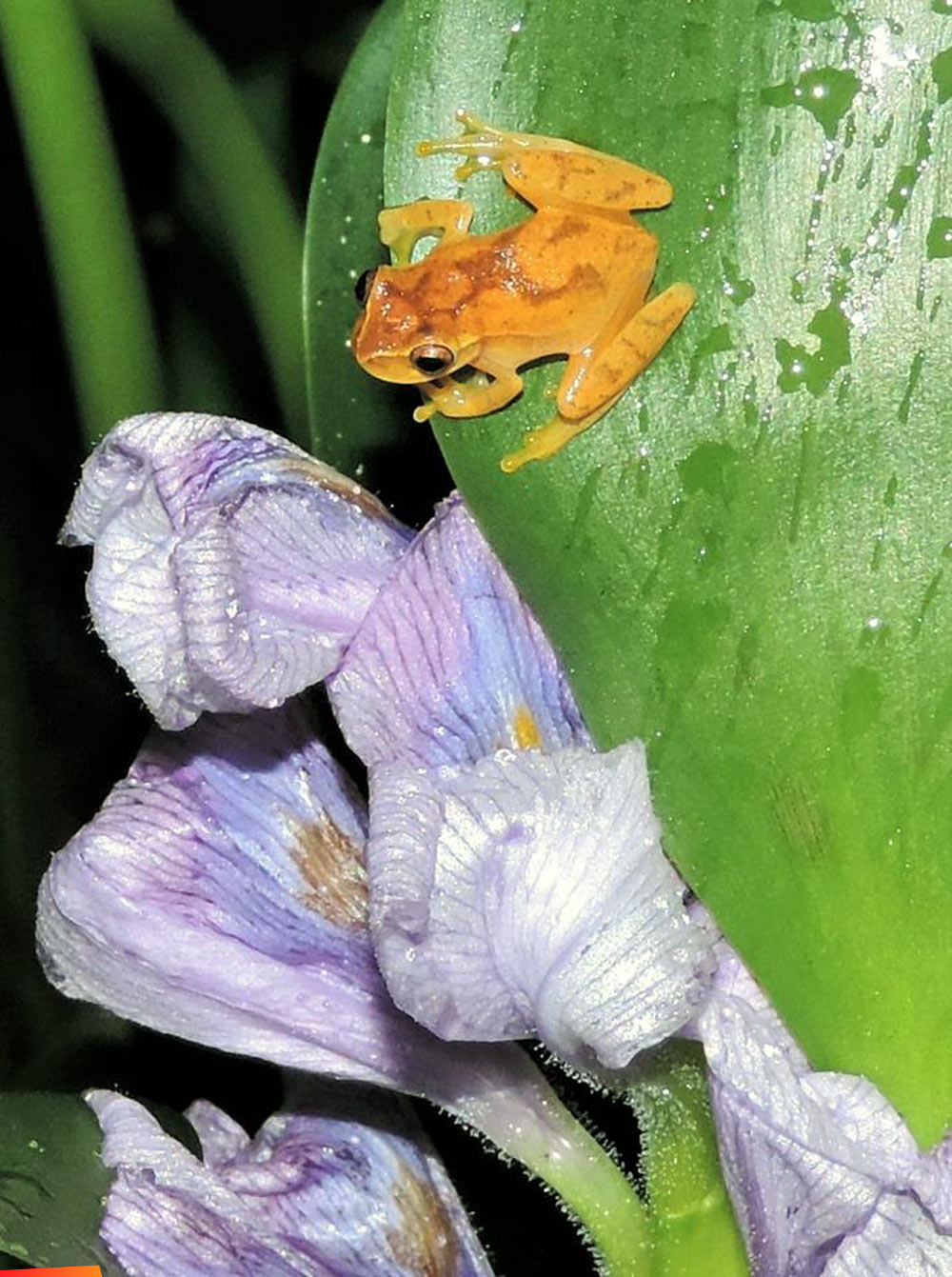 Yellow Tree Frog on Water Hyacinth