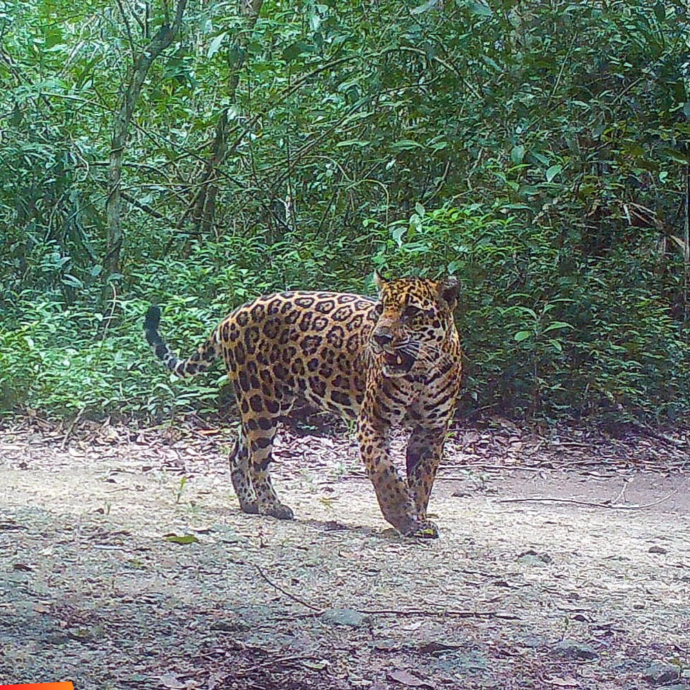 King of the Jungle! Beautiful Jaguar captured on a trail camera at Chan Chich Lodge