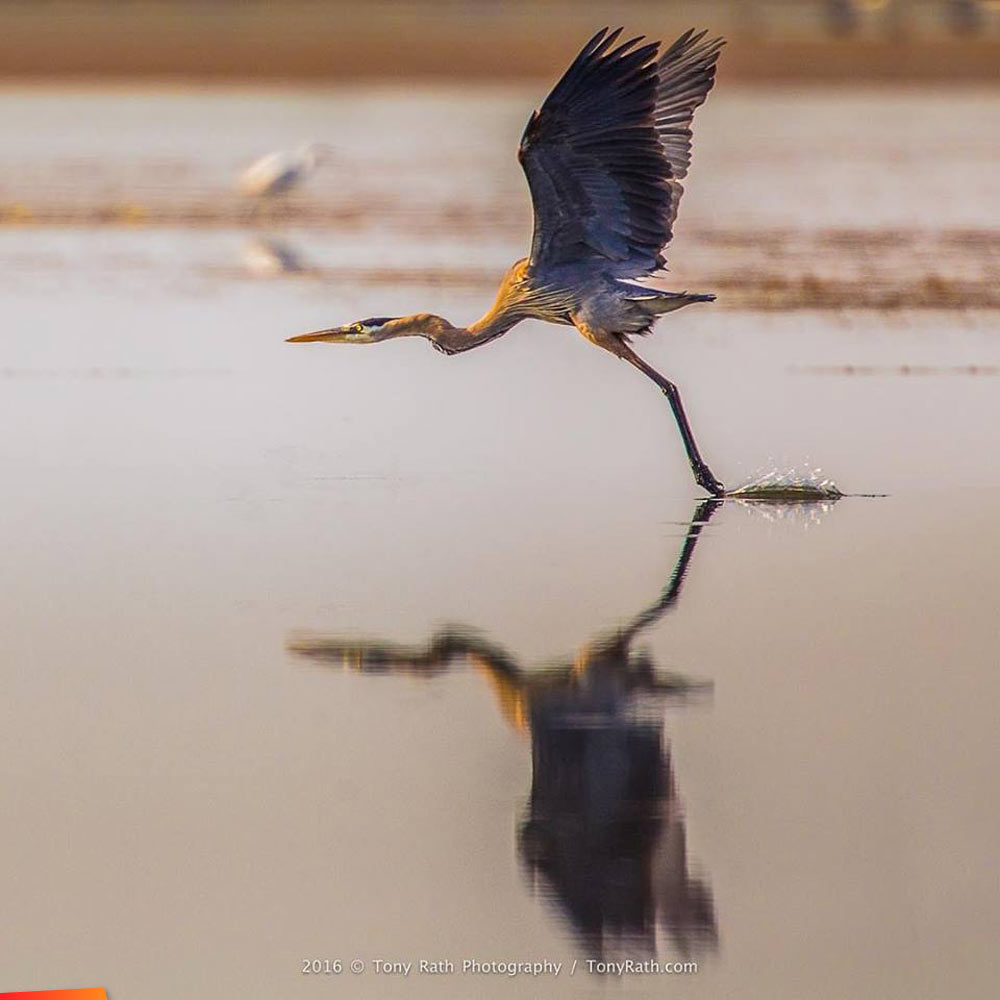 Great blue heron swoops down to catch a fish
