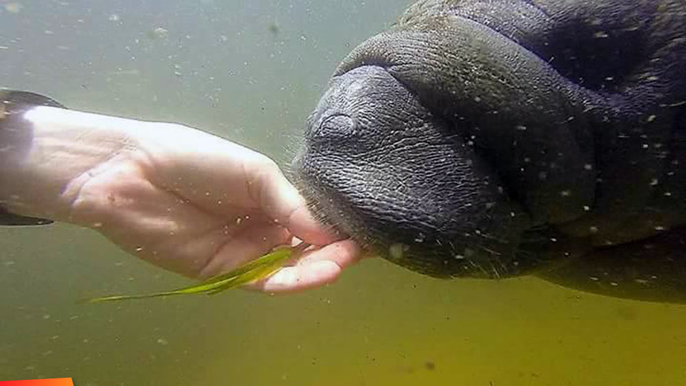 Closeup, feeding a manatee