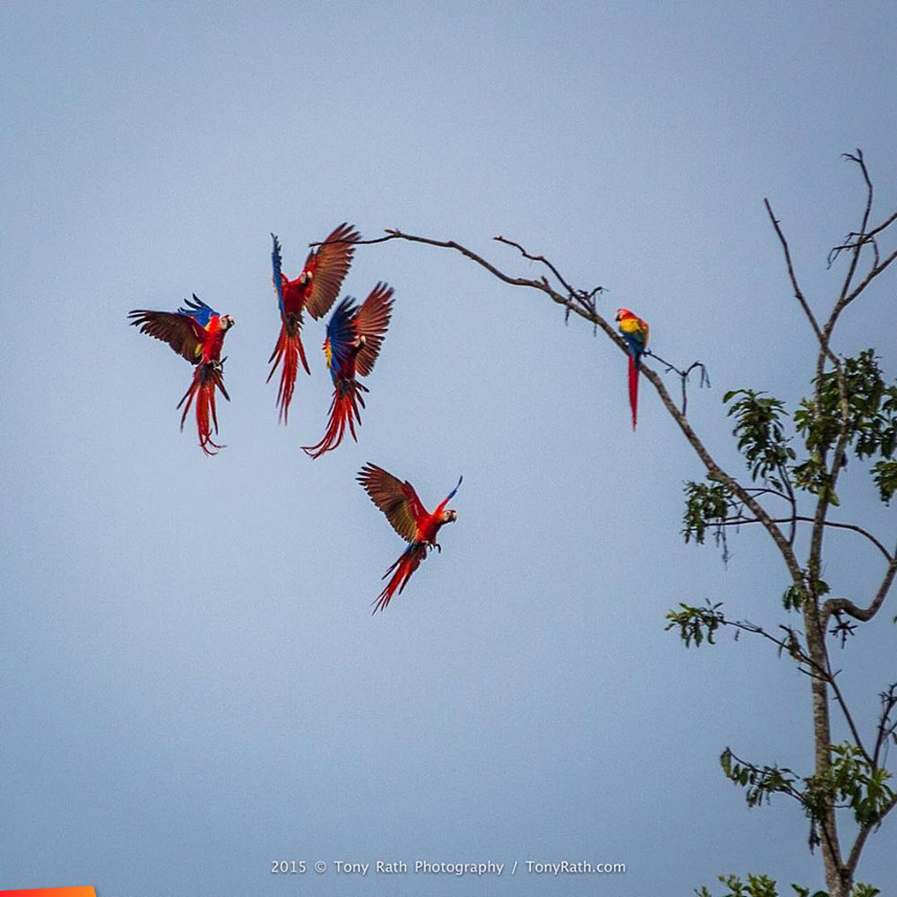 Scarlet macaws formation landing