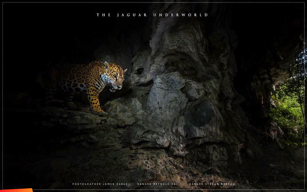 The Jaguar Underworld: Male jaguar in a cave, caught by camera trap