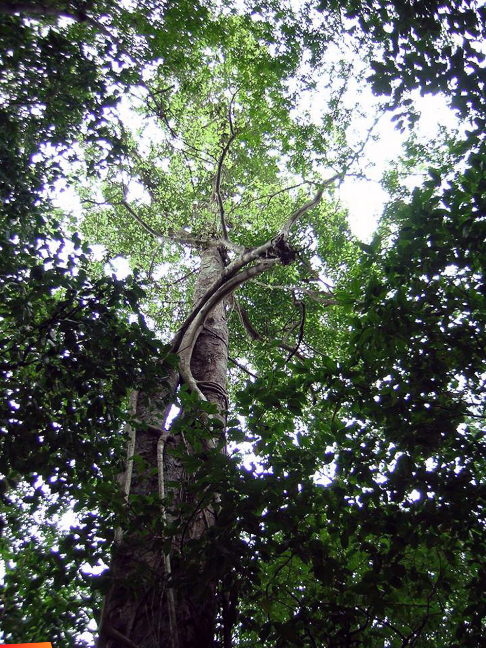 Breadnut tree, also called ramon