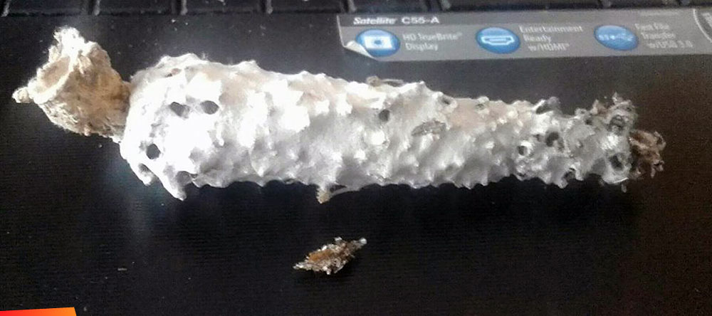 Plaster Bagworm 3.5 inches