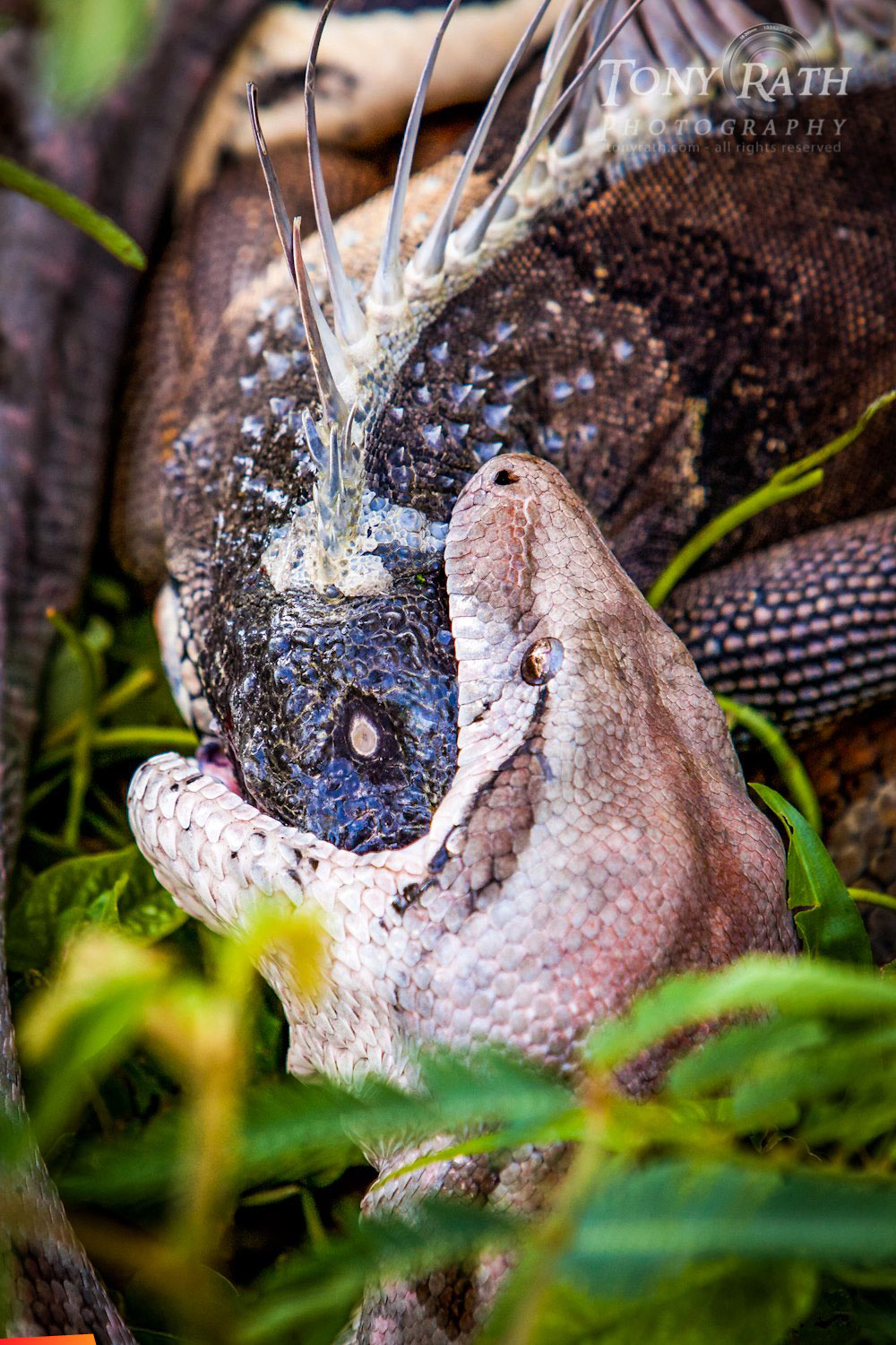 Nature never ceases to amaze me ... a boa constrictor makes lunch out of a huge iguana. Pelican Beach Resort, Dangriga