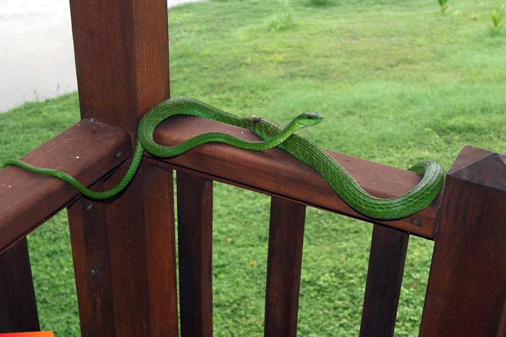 Green parrot snake on the porch - Leptophis ahaetulla