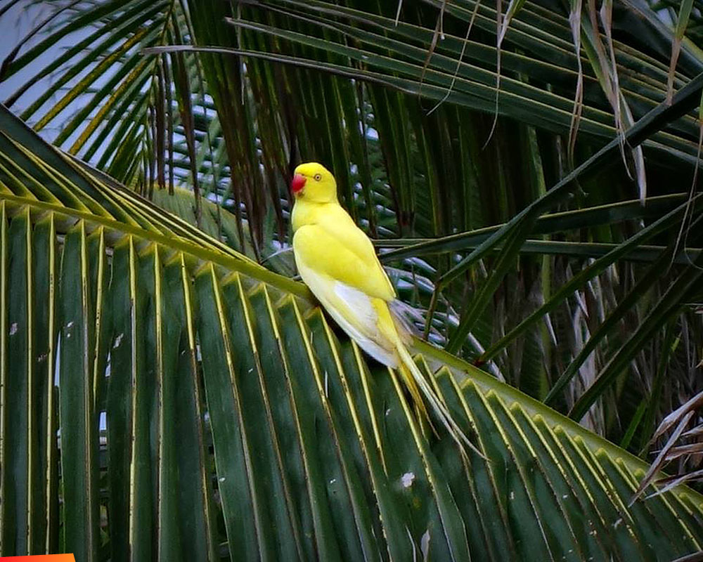 scaped Indian Ringneck Parrot on Ambergris Caye