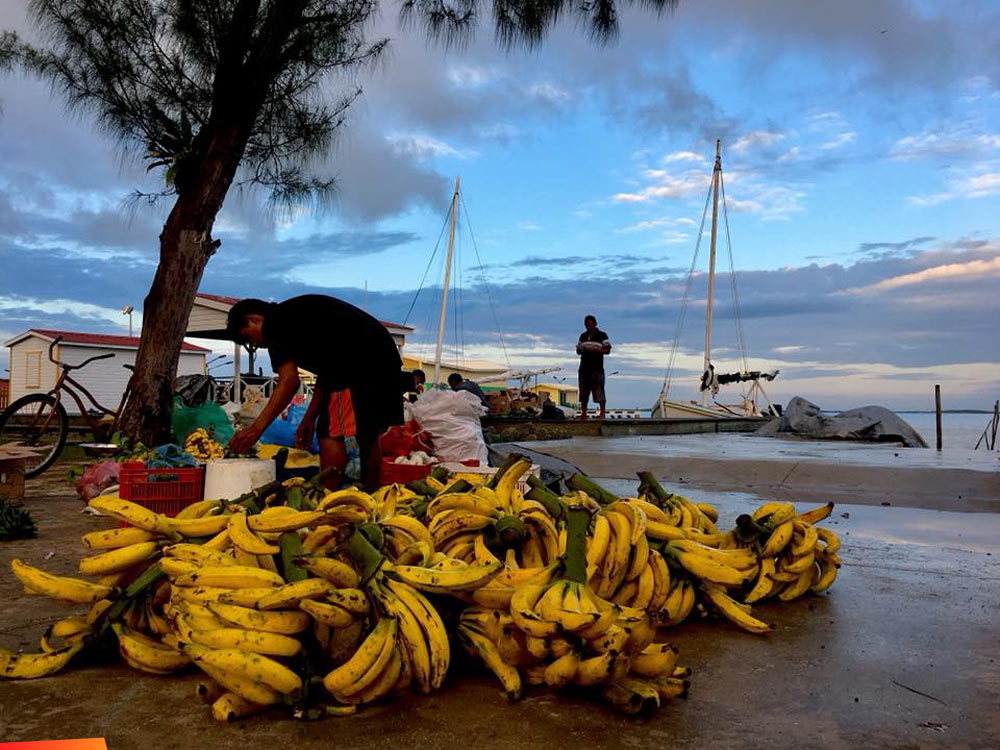The early bird gets the best produce, produce vendors on Ambergris Caye early in the morning