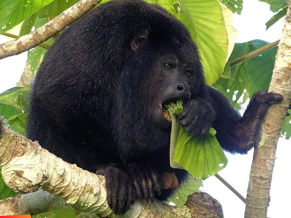 Bartje our resident Black Howler Monkey has discovered the Cecropia tree right next to the veranda