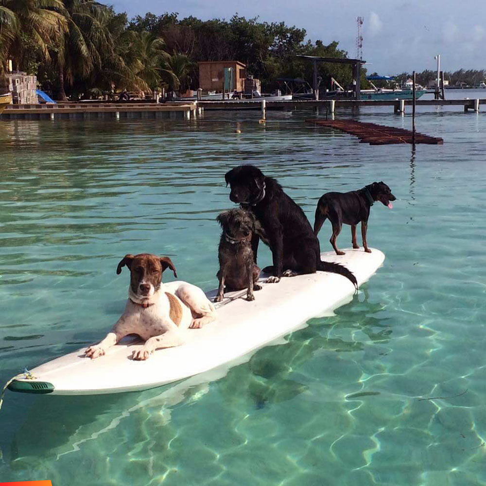 Four dogs on a surfboard off Caye Caulker