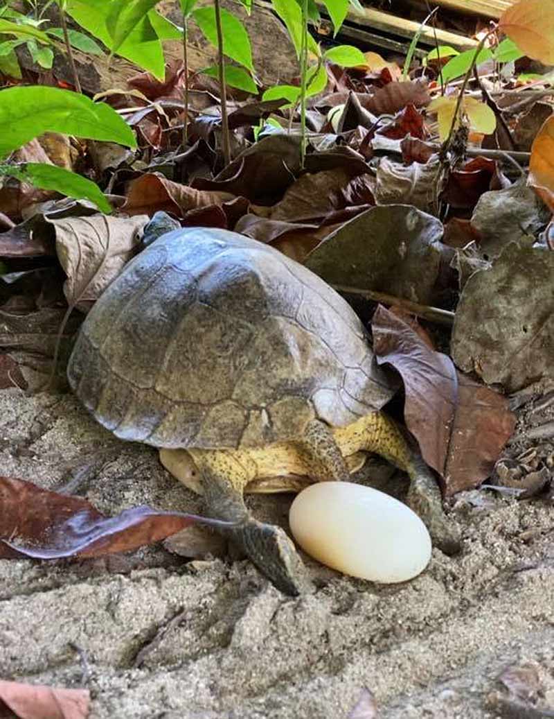 Furrowed Wood Turtle (Rhinoclemmys areolata)