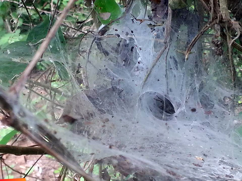 Funnel weaver spider, family Agelenidae