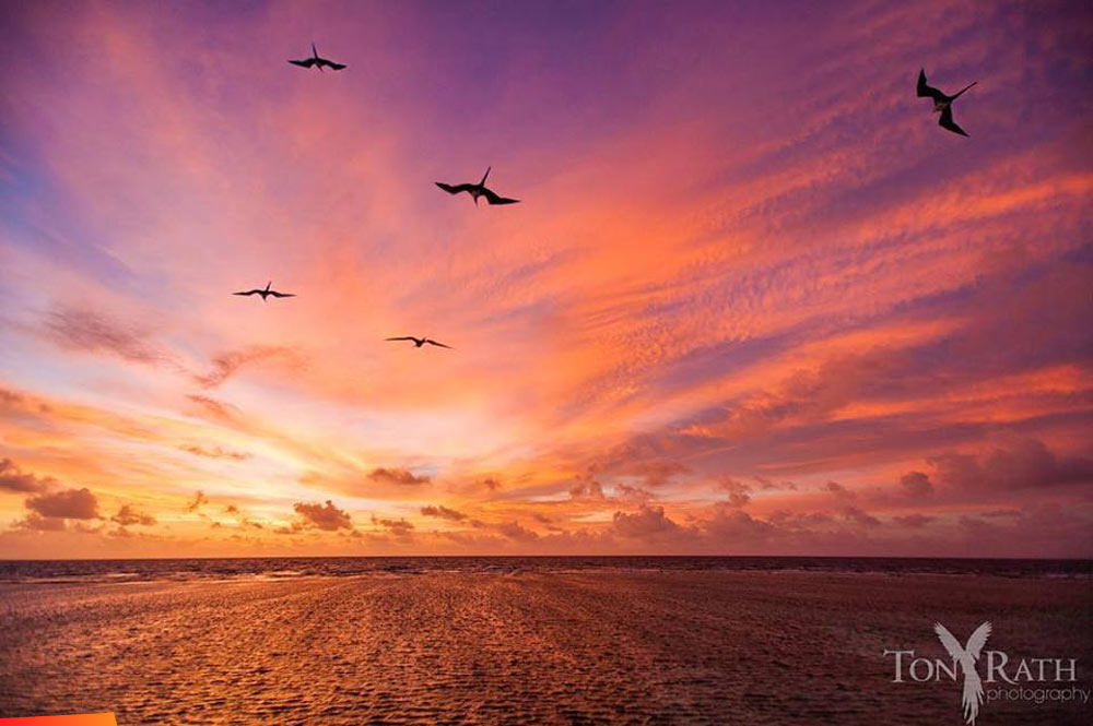 Magnificent frigate birds at sunrise