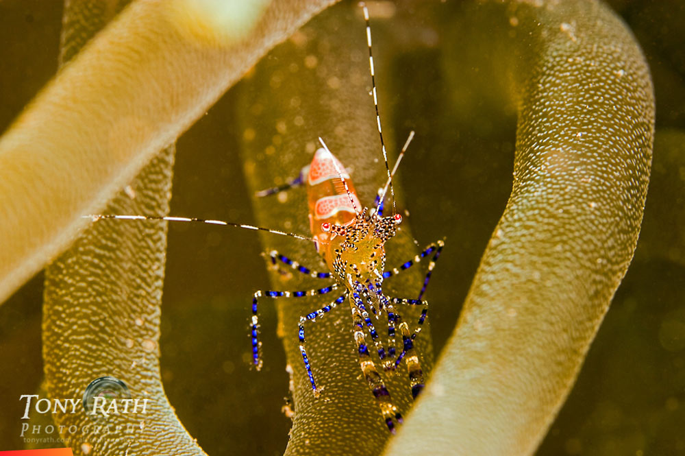 Cleaner Shrimp in Anemone at Tunicate Cove, South Water Caye Marine Reserve, Stann Creek