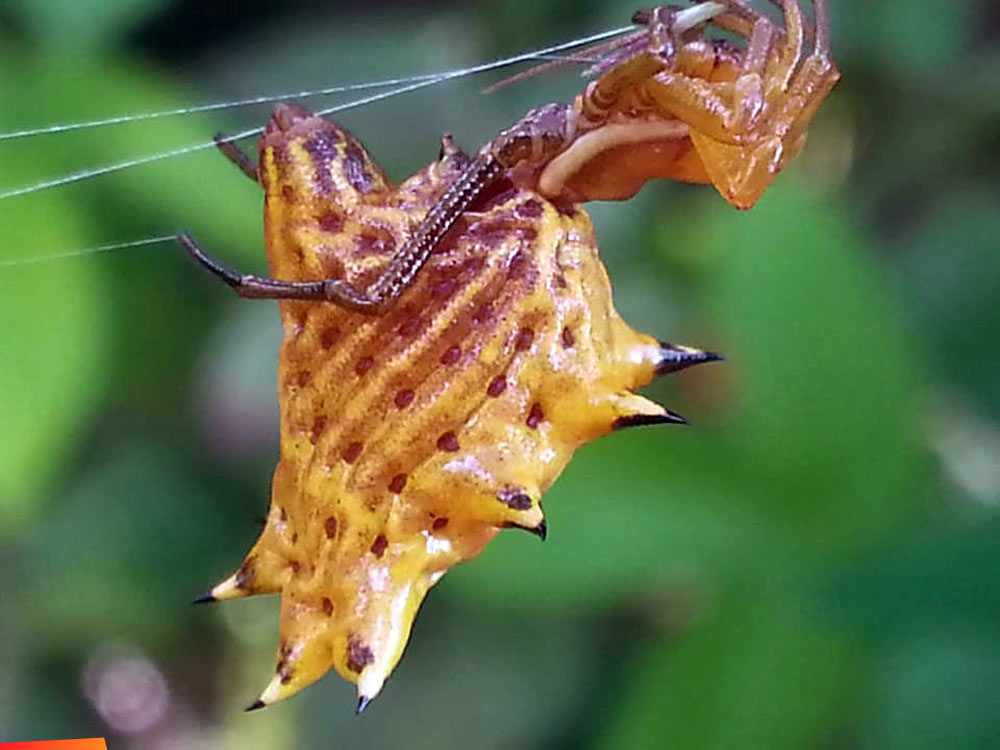 Female orb weaver spider, Micrathena sp.